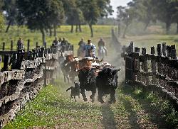 Toros