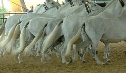 Caballos