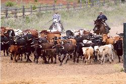 Vacas Bravas